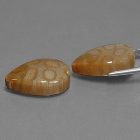 Pedras preciosas de Coral fóssil Multicolorido natural de  ct, Formato de pêra, Opaco