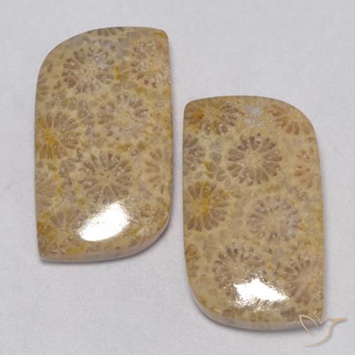 23.77ctw Natural Multicolorido Coral fóssil, Chique, Opaco