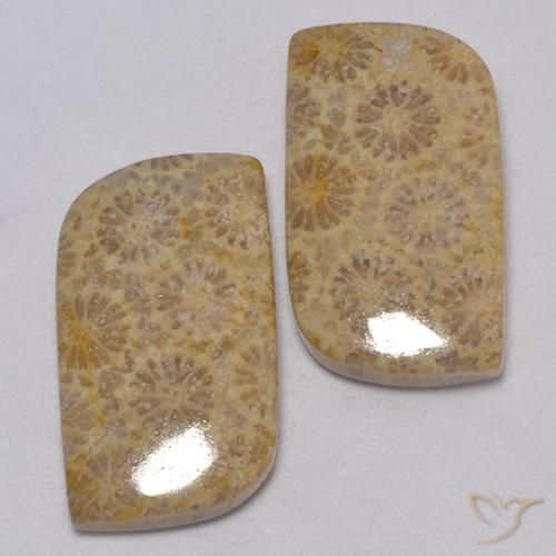 Pedras preciosas de Coral fóssil Multicolorido natural de 23.77 ct, Chique, Opaco