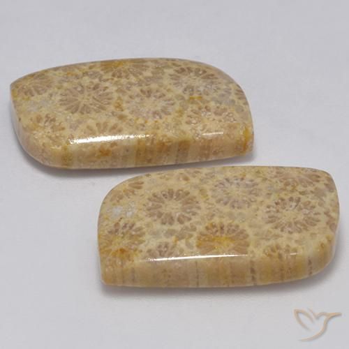Pedras preciosas de Coral fóssil Multicolorido natural de 23.77 ct, Chique, Opaco