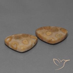 Pedras preciosas de Coral fóssil Multicolorido natural de 25.57 ct, Trilhão, Opaco