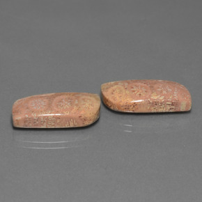 Pedras preciosas de Coral fóssil Multicolorido natural de  ct, Forma extravagante, Opaco