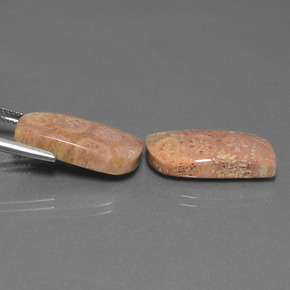 Pedras preciosas de Coral fóssil Multicolorido natural de  ct, Forma extravagante, Opaco