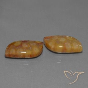 Pedras preciosas de Coral fóssil Multicolorido natural de 24.93 ct, Chique, Opaco