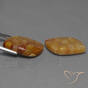 Pedras preciosas de Coral fóssil Multicolorido natural de 24.93 ct, Chique, Opaco