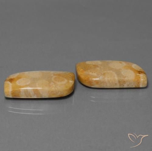 Pedras preciosas de Coral fóssil Multicolorido natural de 28.64 ct, Chique, Opaco