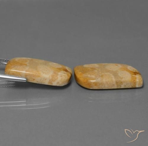 Pedras preciosas de Coral fóssil Multicolorido natural de 28.64 ct, Chique, Opaco