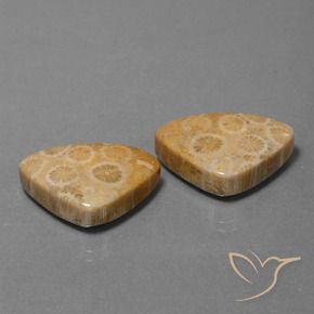 Pedras preciosas de Coral fóssil Multicolorido natural de 31.57 ct, Trilhão, Opaco