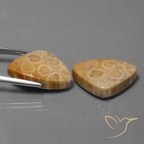 Pedras preciosas de Coral fóssil Multicolorido natural de 31.57 ct, Trilhão, Opaco