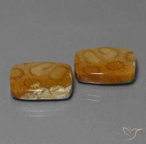 Pedras preciosas de Coral fóssil Multicolorido natural de 22.85 ct, Almofada, Opaco
