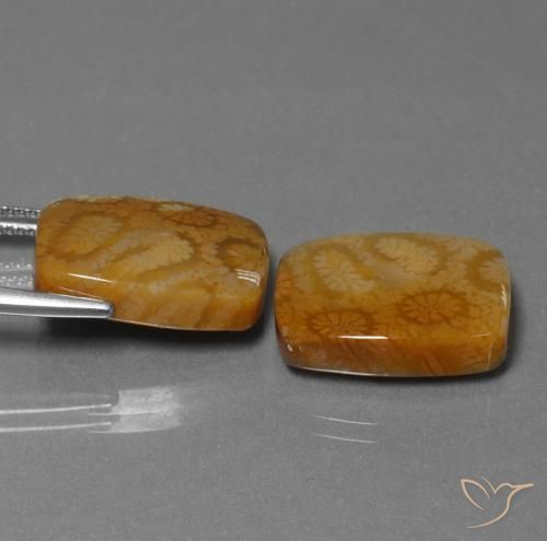 Pedras preciosas de Coral fóssil Multicolorido natural de 22.85 ct, Almofada, Opaco