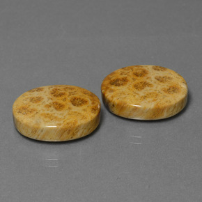 Pedras preciosas de coral fóssil multicolorido natural de  ct, corte oval, opaco