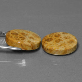 Pedras preciosas de coral fóssil multicolorido natural de  ct, corte oval, opaco