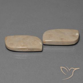 Pedras preciosas de Coral fóssil Multicolorido natural de 28.39 ct, Chique, Opaco
