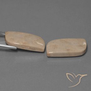 Pedras preciosas de Coral fóssil Multicolorido natural de 28.39 ct, Chique, Opaco