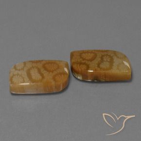 Pedras preciosas de Coral fóssil Multicolorido natural de 22.52 ct, Chique, Opaco