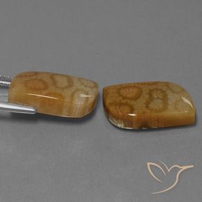 Pedras preciosas de Coral fóssil Multicolorido natural de 22.52 ct, Chique, Opaco