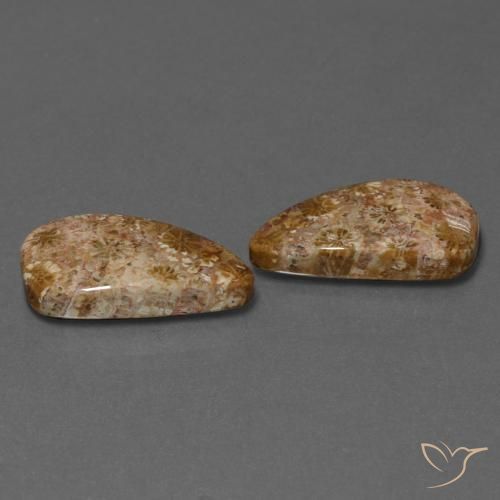 Pedras preciosas de Coral fóssil Multicolorido natural de 16.75 ct, Chique, Opaco