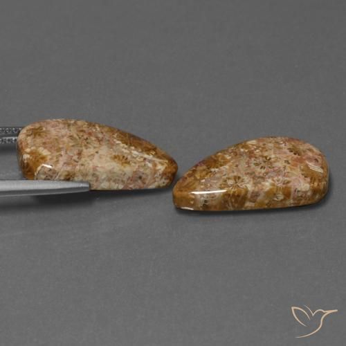 Pedras preciosas de Coral fóssil Multicolorido natural de 16.75 ct, Chique, Opaco