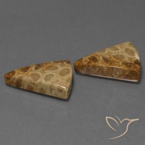 Pedras preciosas de Coral fóssil Multicolorido natural de 29.28 ct, Trilhão, Opaco