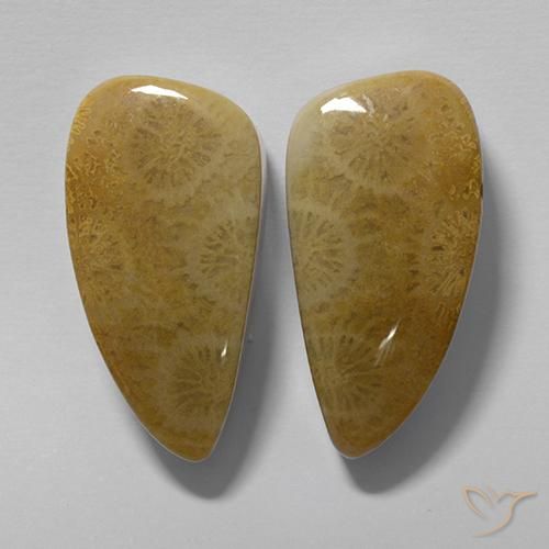 Pedras preciosas de Coral fóssil Multicolorido natural de 20.19 ct, Chique, Opaco