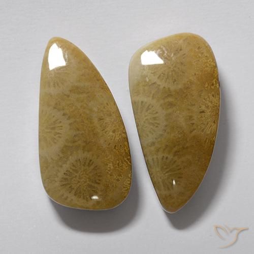 Pedras preciosas de Coral fóssil Multicolorido natural de 20.19 ct, Chique, Opaco