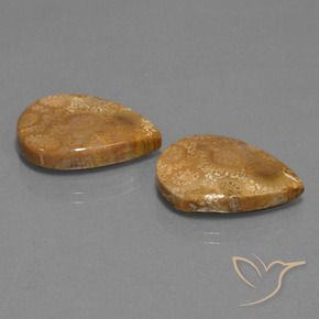 Pedras preciosas de Coral fóssil Multicolorido natural de 21.78 ct, Formato de pêra, Opaco