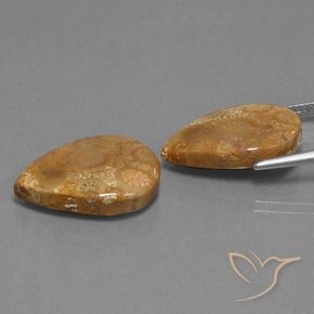 Pedras preciosas de Coral fóssil Multicolorido natural de 21.78 ct, Formato de pêra, Opaco