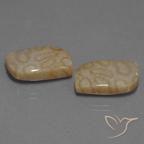 Pedras preciosas de Coral fóssil Multicolorido natural de 25.76 ct, Chique, Opaco
