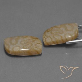 Pedras preciosas de Coral fóssil Multicolorido natural de 25.76 ct, Chique, Opaco