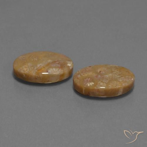 Pedras preciosas de Coral fóssil Multicolorido natural de 15.40 ct, oval, Opaco