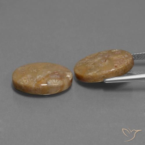 Pedras preciosas de Coral fóssil Multicolorido natural de 15.40 ct, oval, Opaco