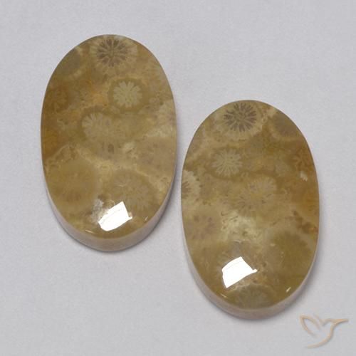 24.67ctw Natural Multicolorido Coral fóssil, oval, Opaco