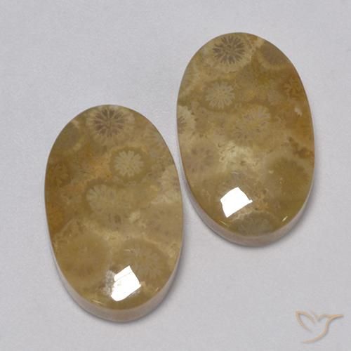 Pedras preciosas de Coral fóssil Multicolorido natural de 24.67 ct, oval, Opaco