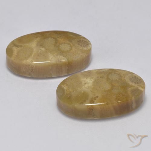 Pedras preciosas de Coral fóssil Multicolorido natural de 24.67 ct, oval, Opaco