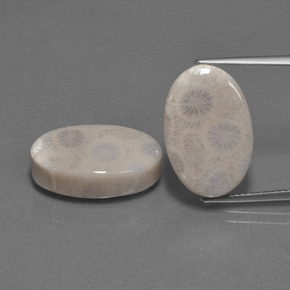 Pedras preciosas de Coral fóssil Multicolorido natural de  ct, Corte Oval, Opaco