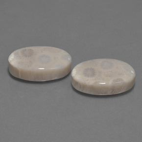 Pedras preciosas de Coral fóssil Multicolorido natural de  ct, Corte Oval, Opaco