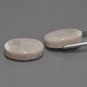 Pedras preciosas de Coral fóssil Multicolorido natural de  ct, Corte Oval, Opaco