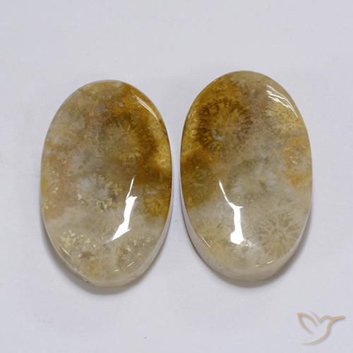 Pedras preciosas de Coral fóssil Multicolorido natural de 26.28 ct, oval, Opaco