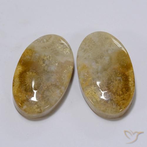 Pedras preciosas de Coral fóssil Multicolorido natural de 26.28 ct, oval, Opaco
