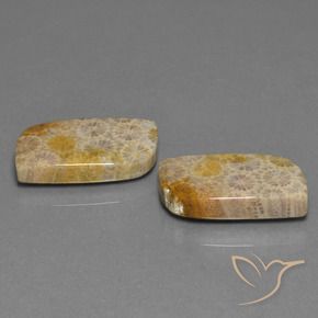 Pedras preciosas de Coral fóssil Multicolorido natural de 30.44 ct, Chique, Opaco