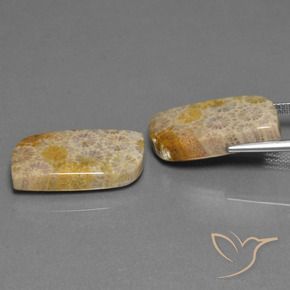 Pedras preciosas de Coral fóssil Multicolorido natural de 30.44 ct, Chique, Opaco