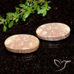 Pedras preciosas de Coral fóssil Multicolorido natural de 21.04 ct, oval, Opaco