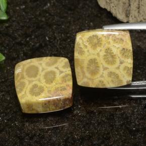 Pedras preciosas de Coral fóssil Multicolorido natural de 22.09 ct, Quadrado, Opaco