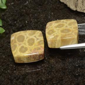 Pedras preciosas de Coral fóssil Multicolorido natural de 22.09 ct, Quadrado, Opaco