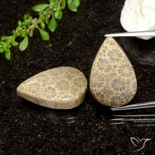 26.61ctw Natural Multicolorido Coral fóssil, Formato de pêra, Opaco
