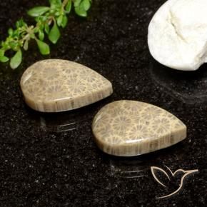 Pedras preciosas de Coral fóssil Multicolorido natural de 26.61 ct, Formato de pêra, Opaco