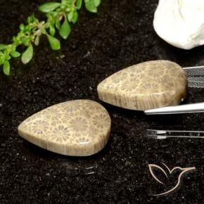 Pedras preciosas de Coral fóssil Multicolorido natural de 26.61 ct, Formato de pêra, Opaco
