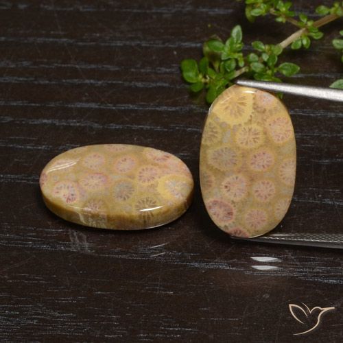 24.57ctw Natural Multicolorido Coral fóssil, oval, Opaco