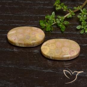Pedras preciosas de Coral fóssil Multicolorido natural de 24.57 ct, oval, Opaco